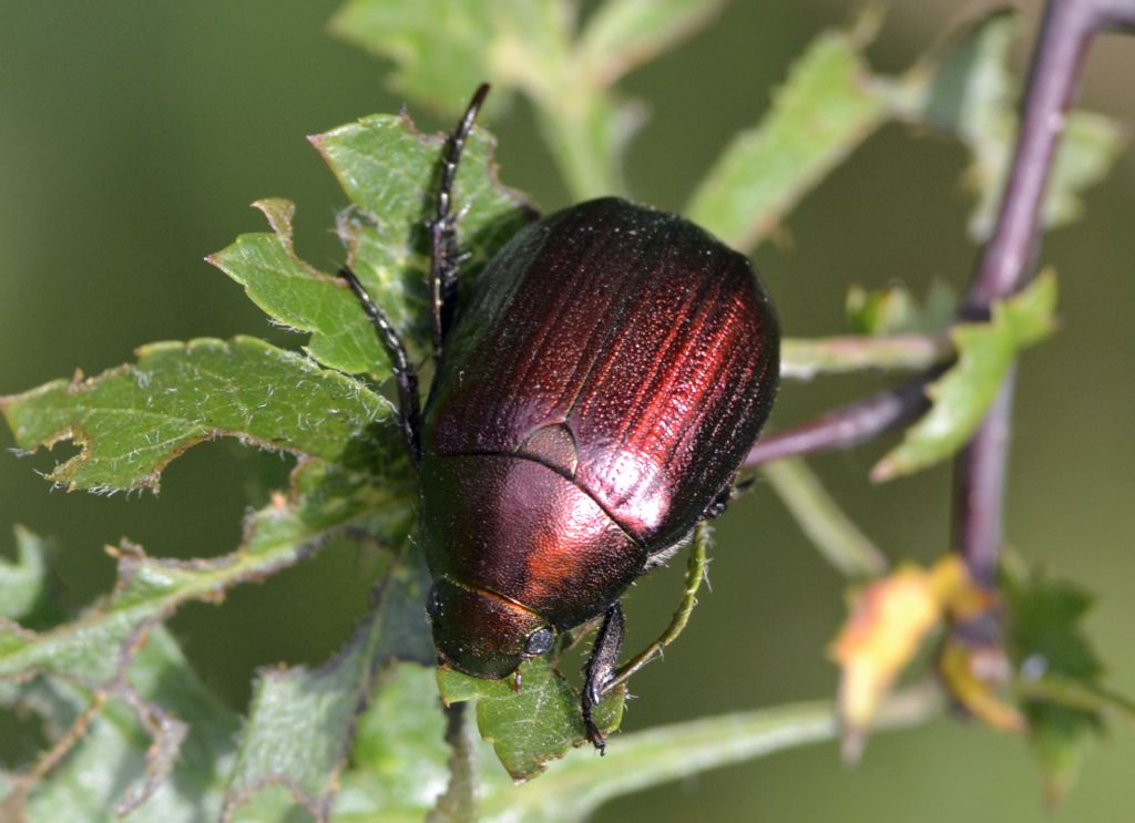 Anomala cfr. vitis, Rutelidae